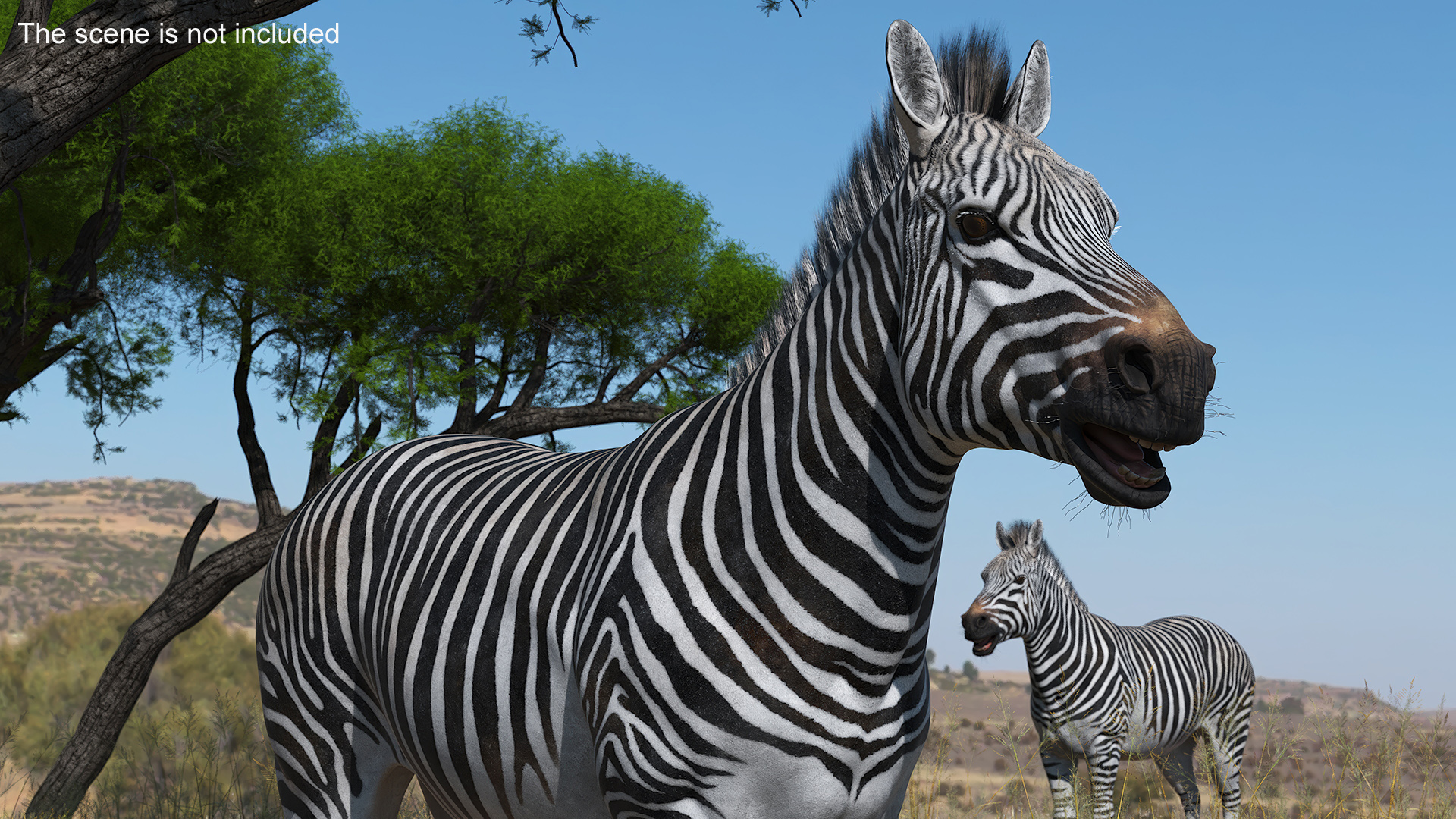 African Zebra Fur 3D