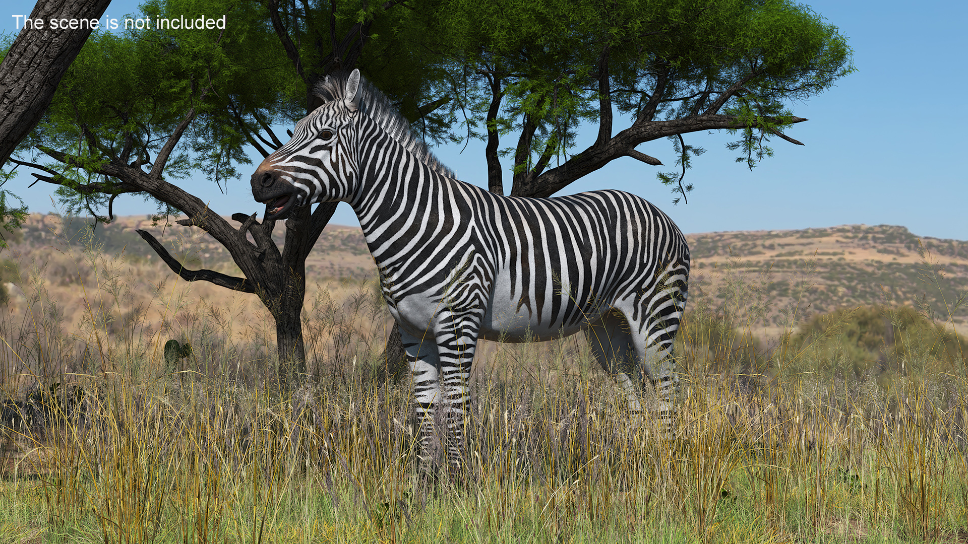 African Zebra Fur 3D