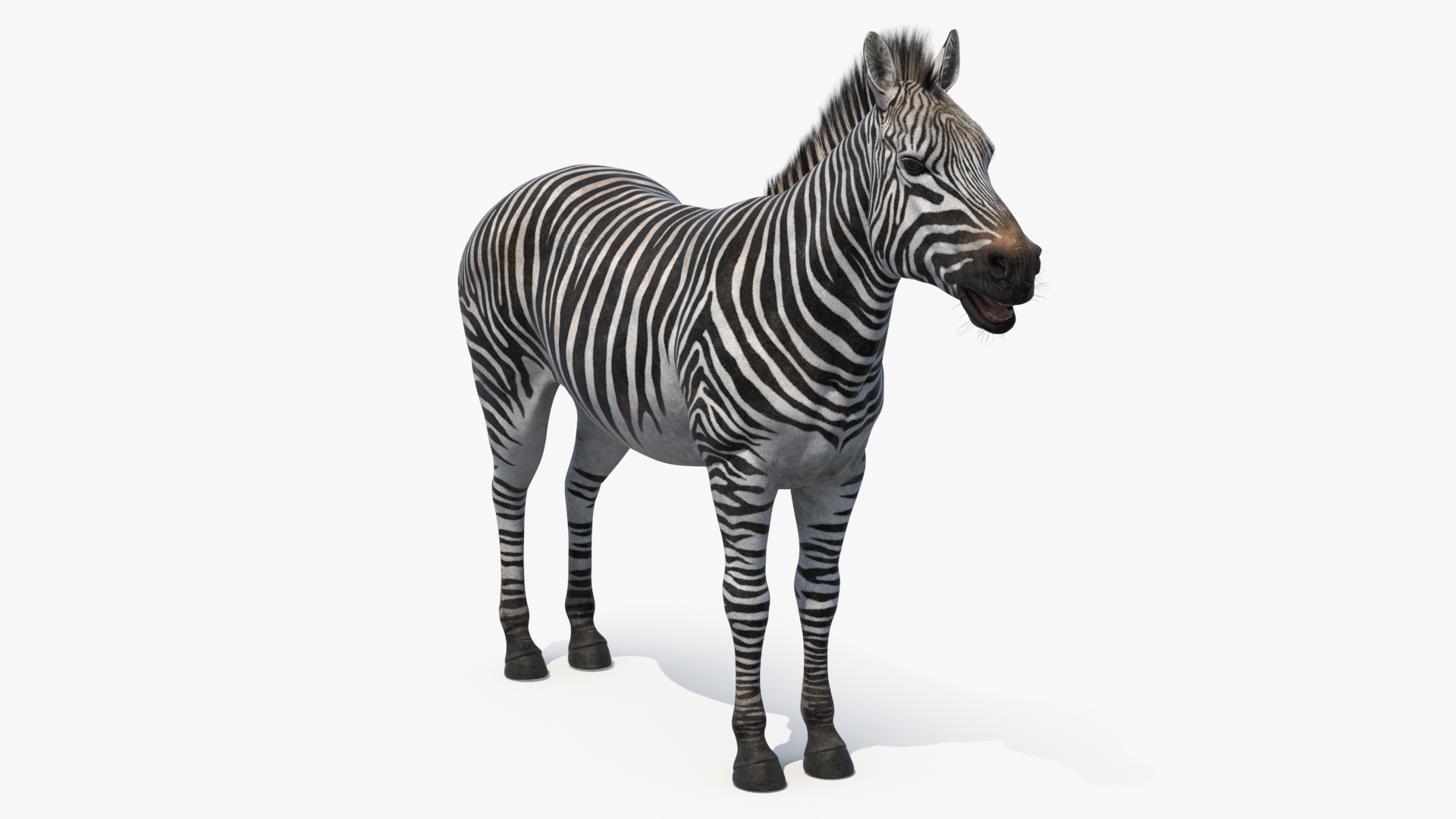 African Zebra Fur 3D