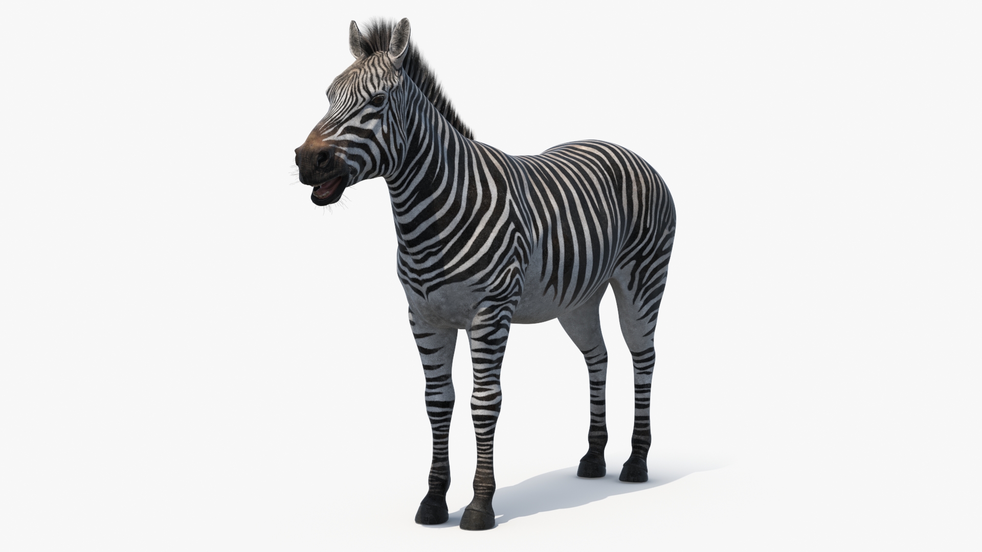 African Zebra Fur 3D