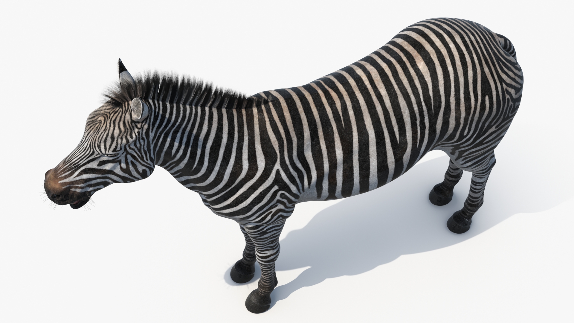 African Zebra Fur 3D