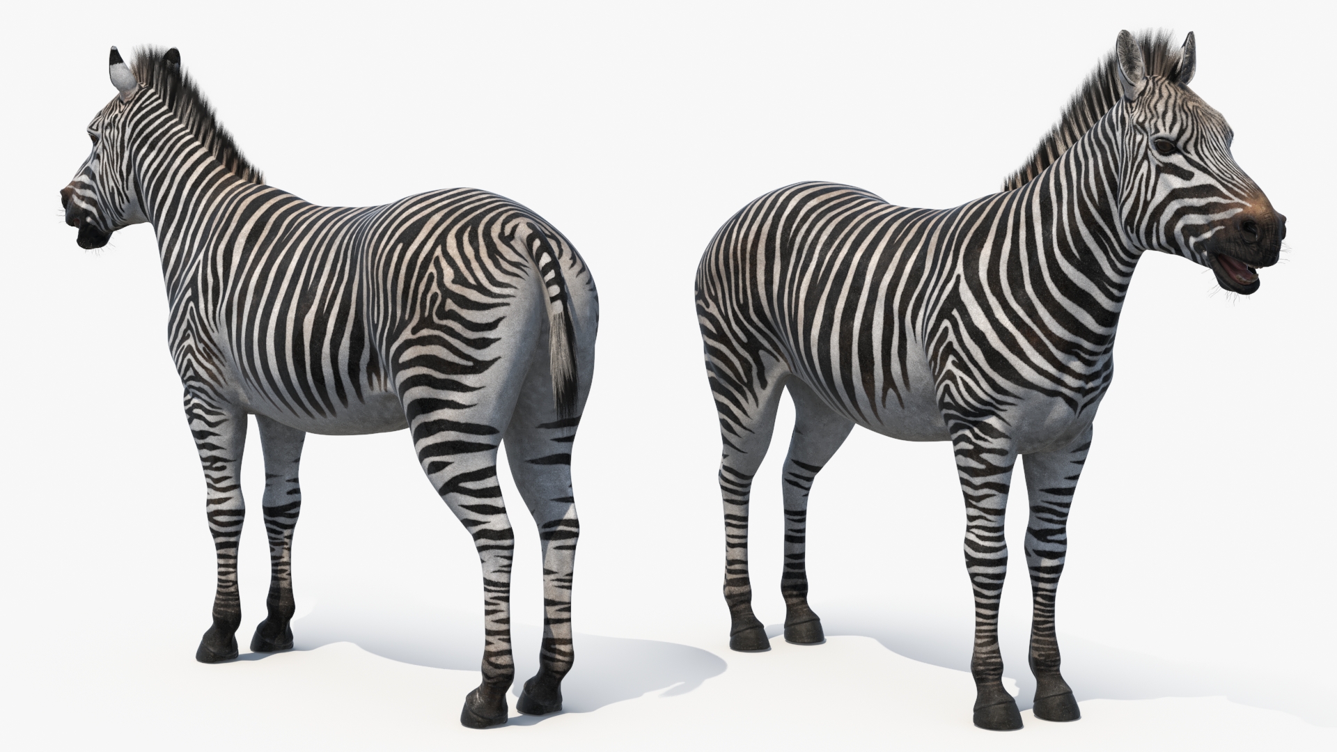 African Zebra Fur 3D