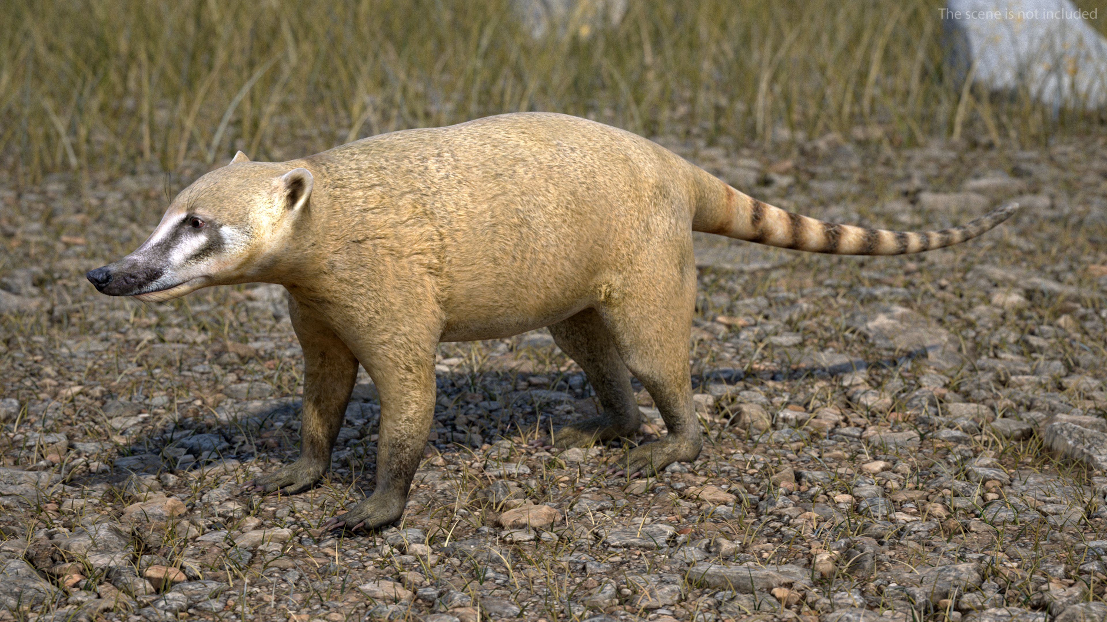 3D model Mountain Coati Basic Pose