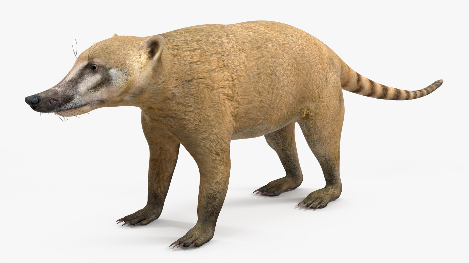 3D model Mountain Coati Basic Pose