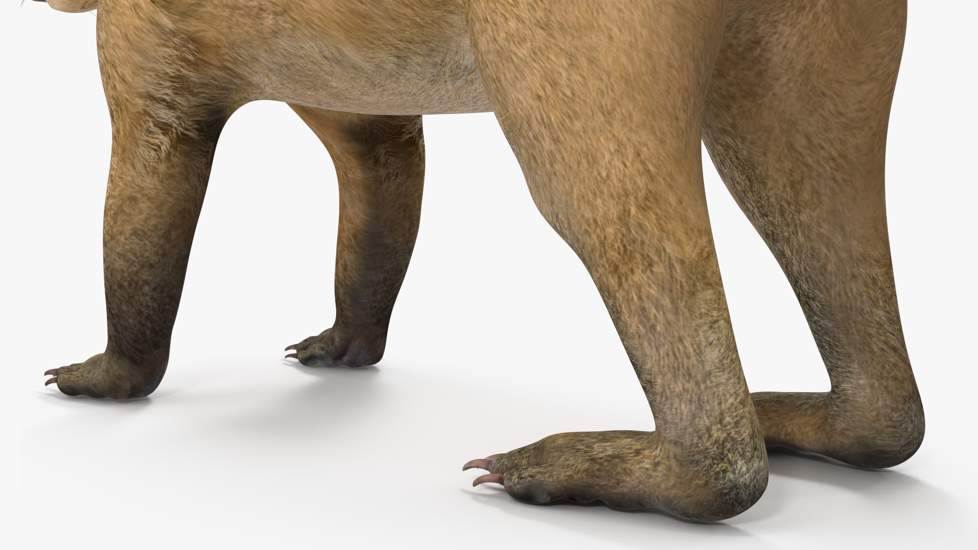 3D model Mountain Coati Basic Pose