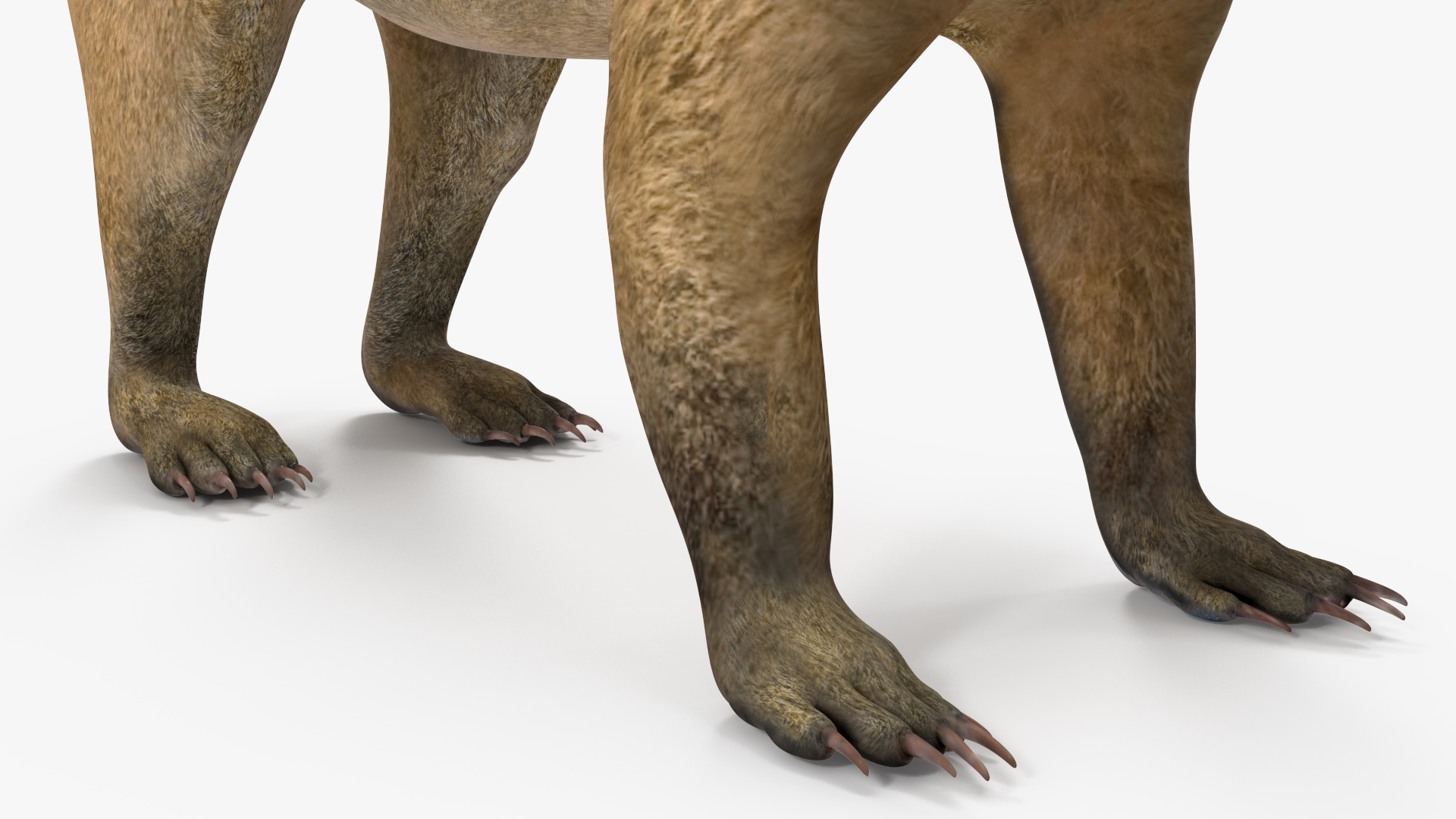 3D model Mountain Coati Basic Pose