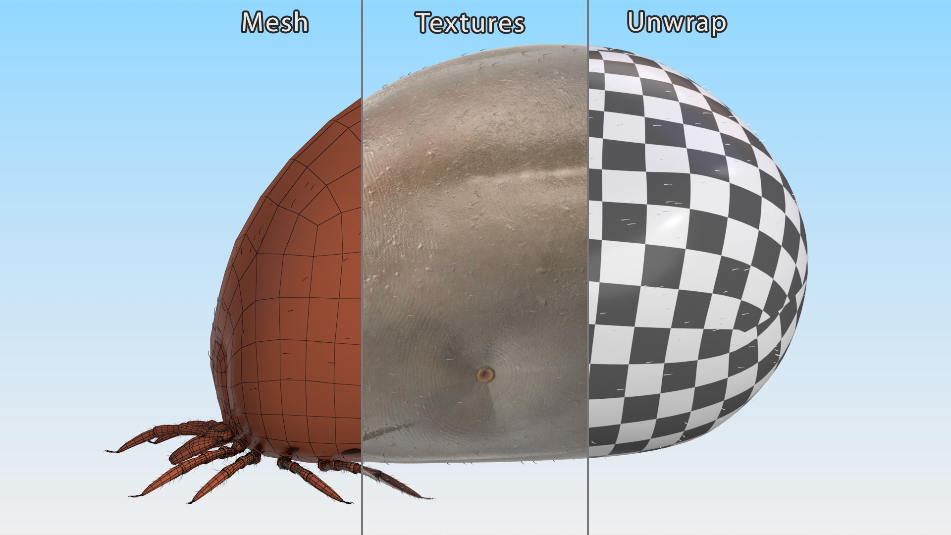 3D Bloated Tick Fur Rigged model