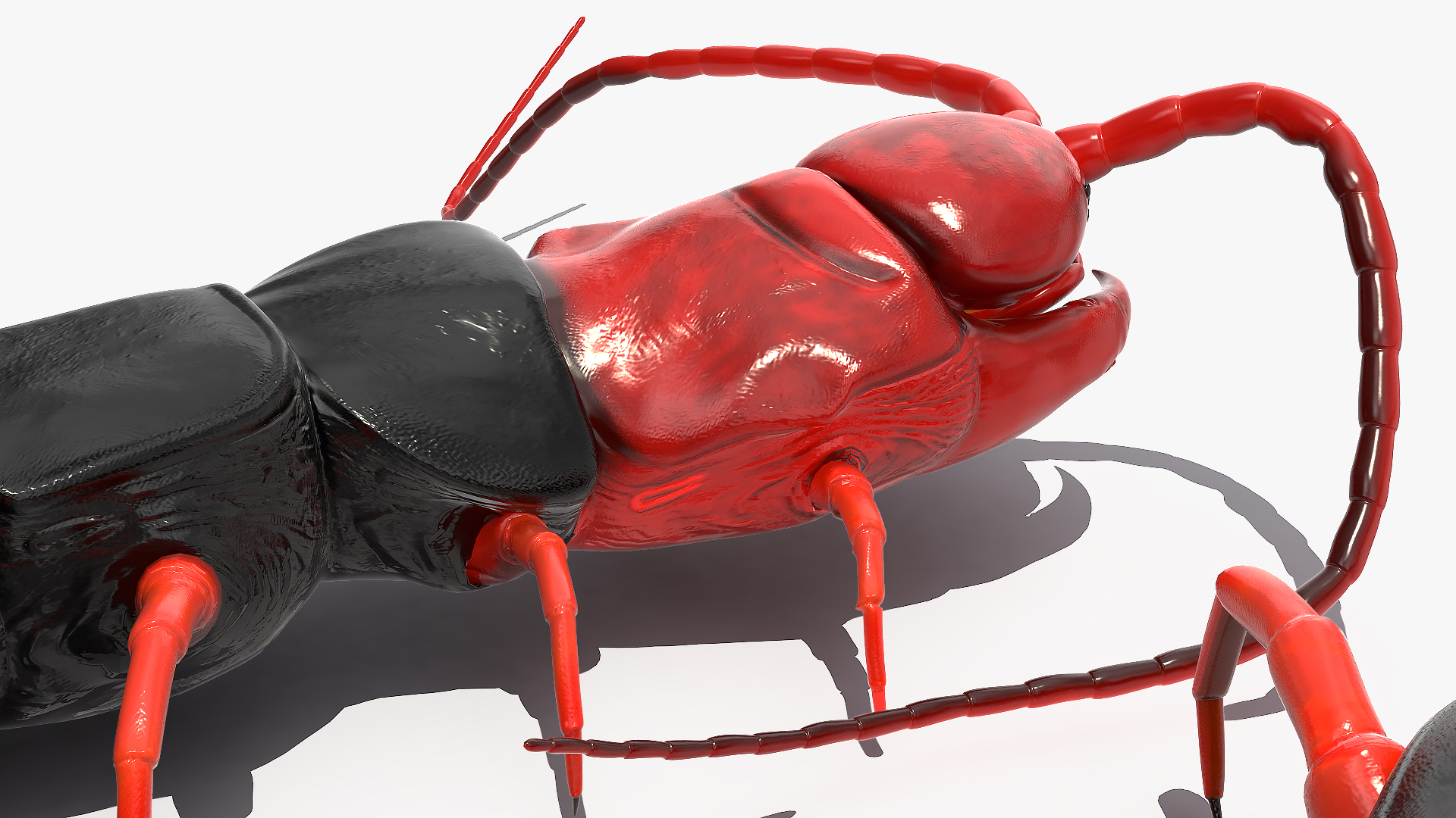 Scolopendra Subspinipes Mutilans Rigged 3D model