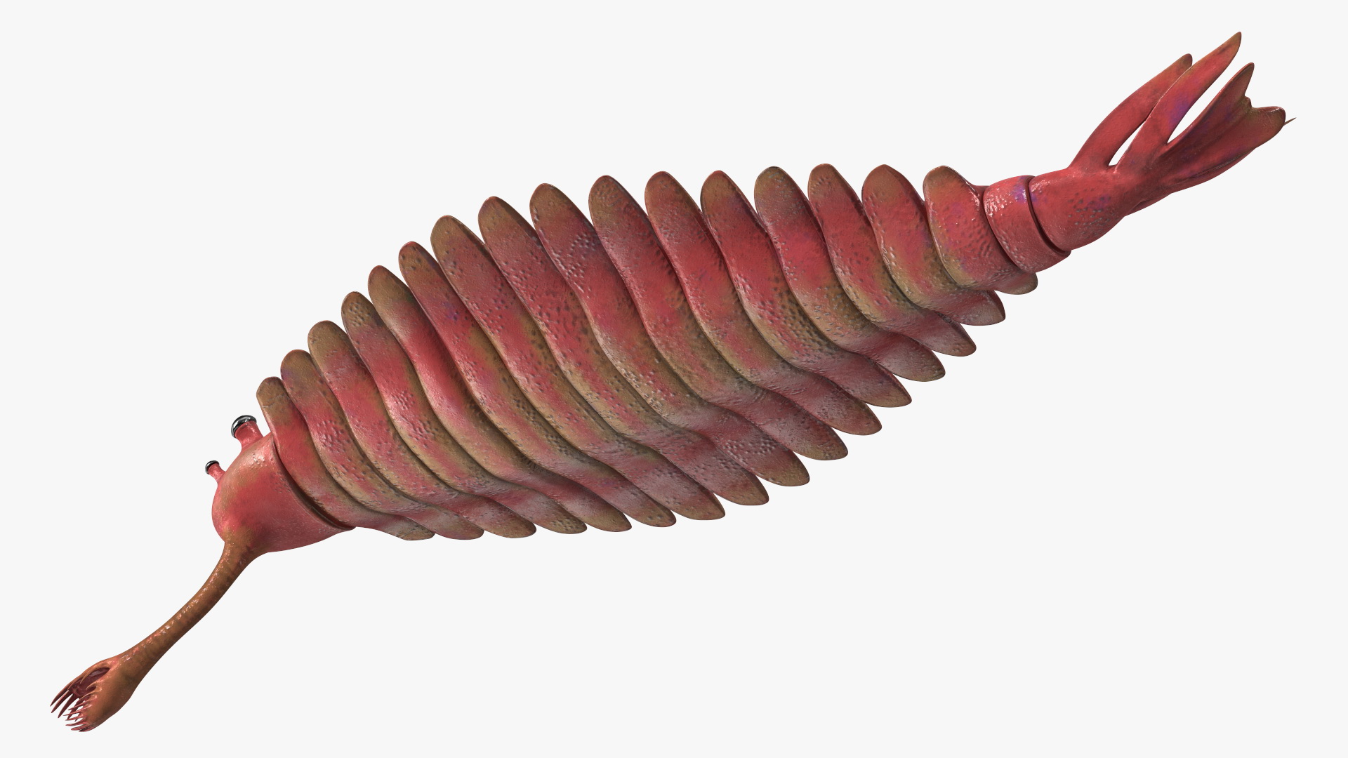 3D model Pink Opabinia Rigged