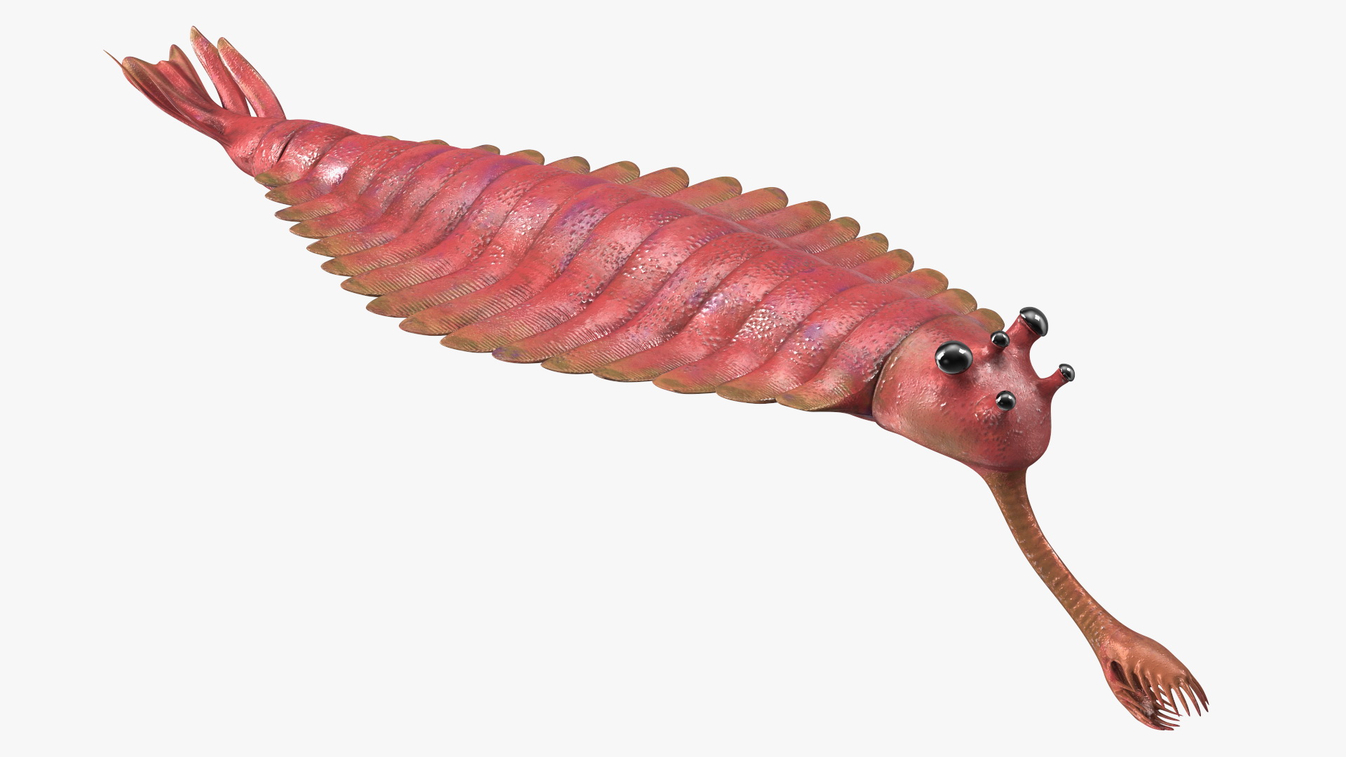 3D model Pink Opabinia Rigged