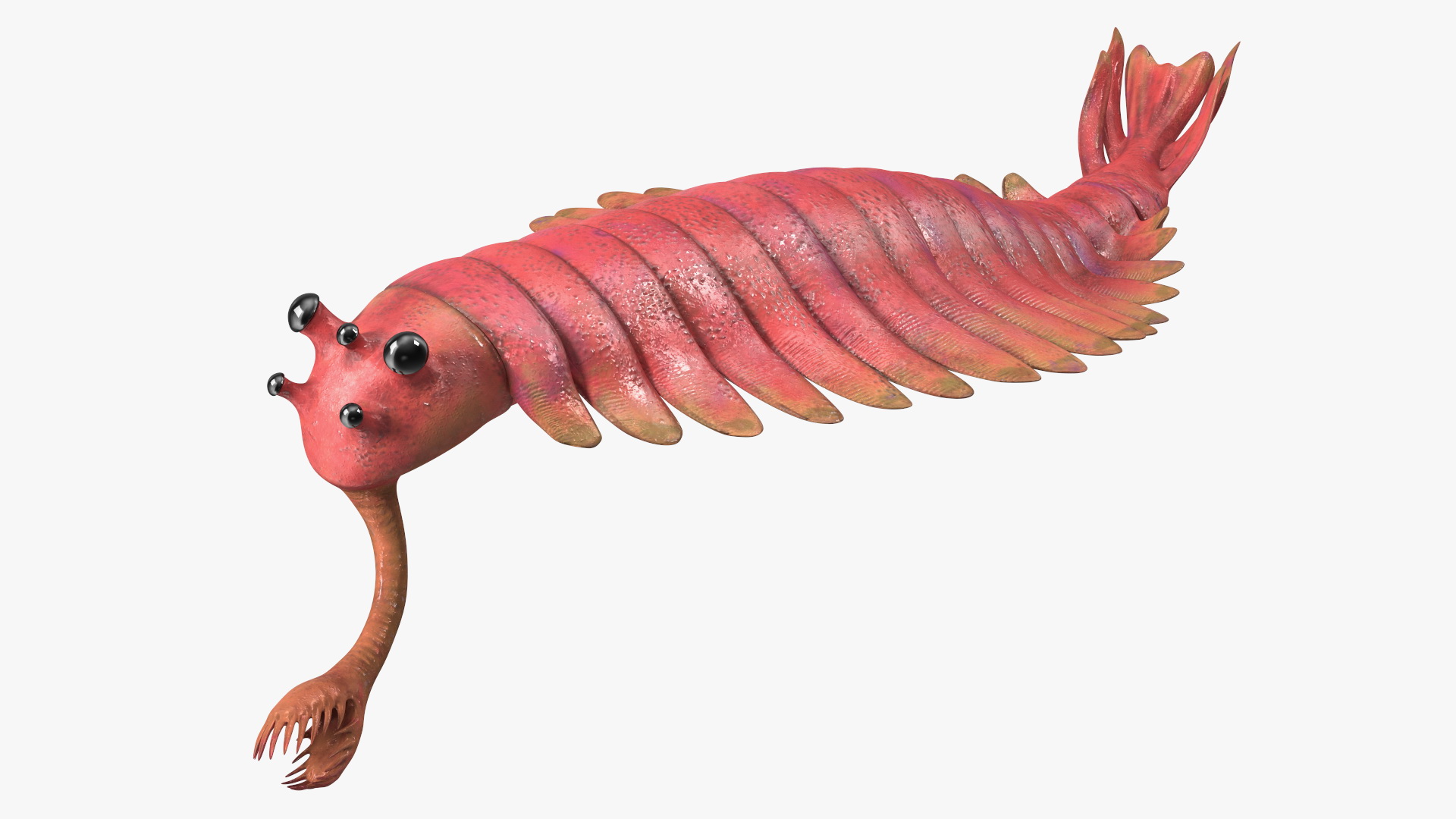 3D model Pink Opabinia Rigged