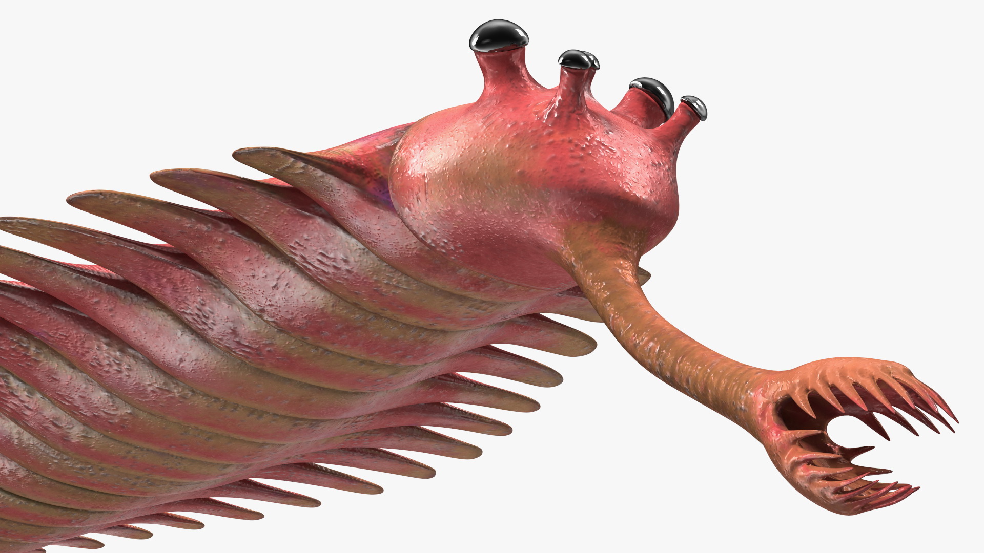 3D model Pink Opabinia Rigged