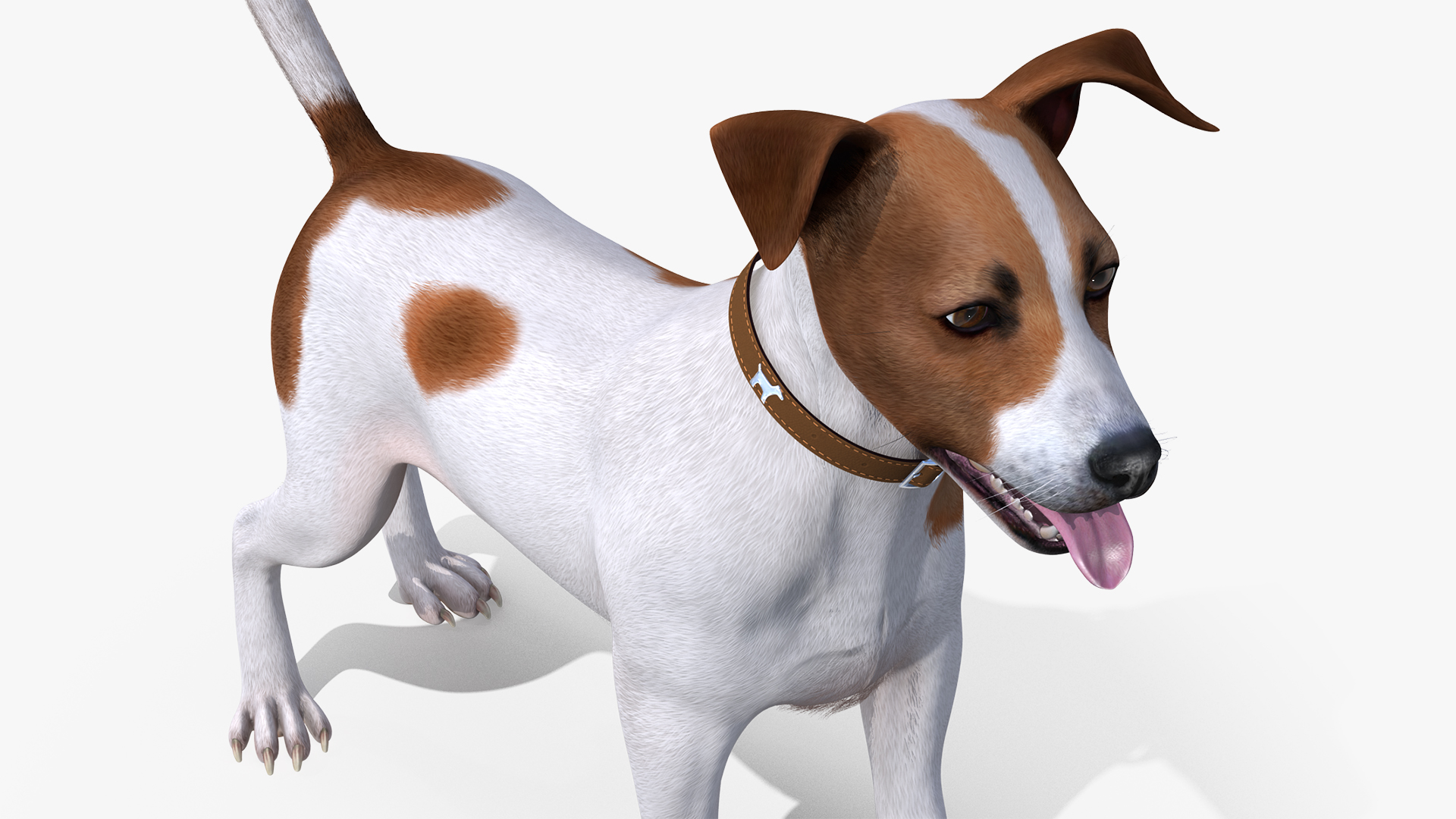 Jack Russell Terrier Spotted Attention Pose Fur 3D