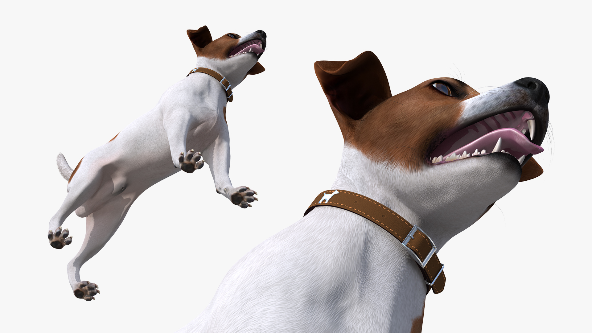 Jack Russell Terrier Spotted Attention Pose Fur 3D