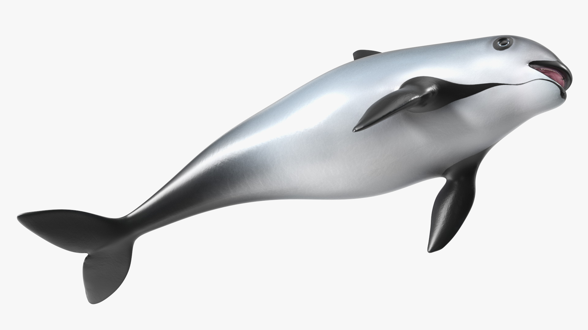 Marine Mammal Vaquita Basic Pose 3D