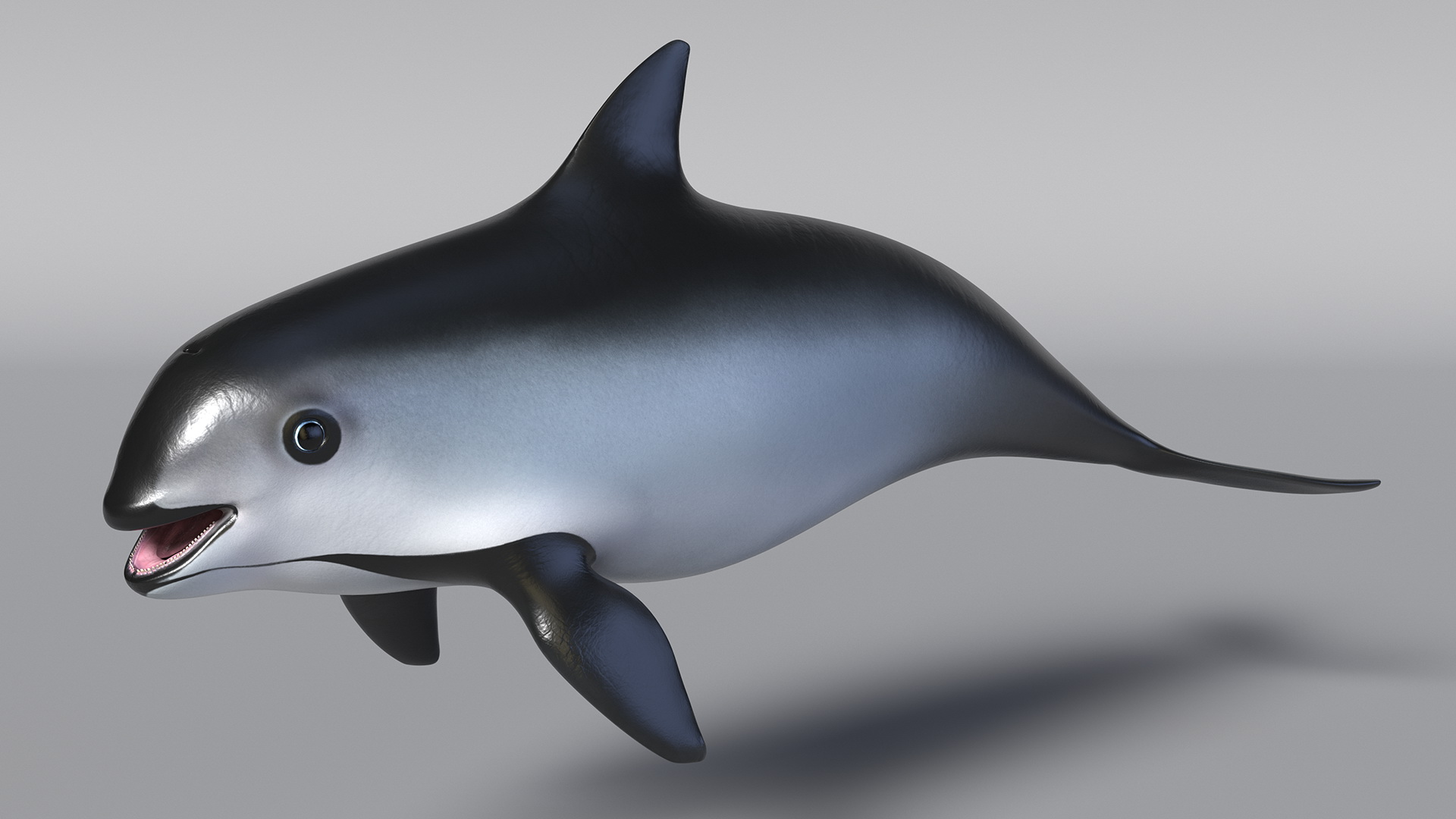 Marine Mammal Vaquita Basic Pose 3D