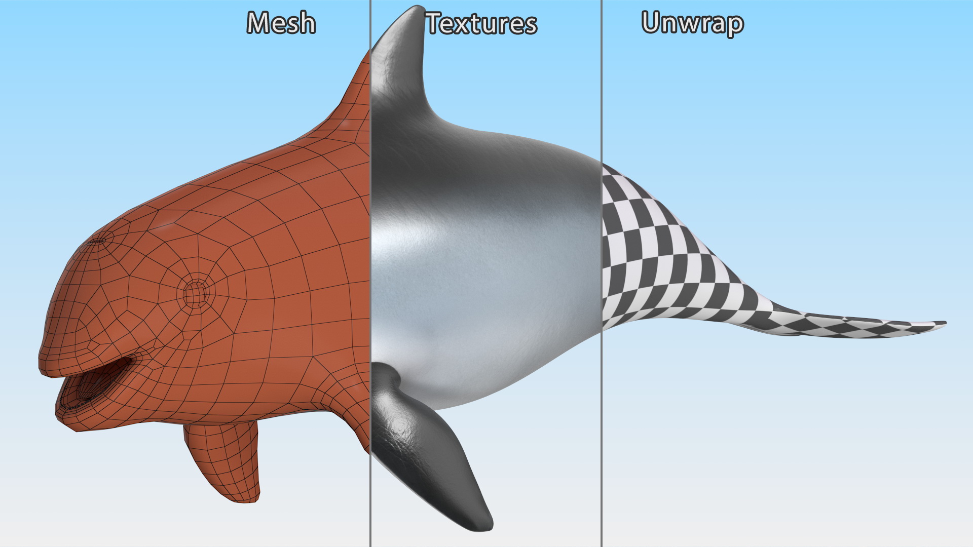 Marine Mammal Vaquita Basic Pose 3D