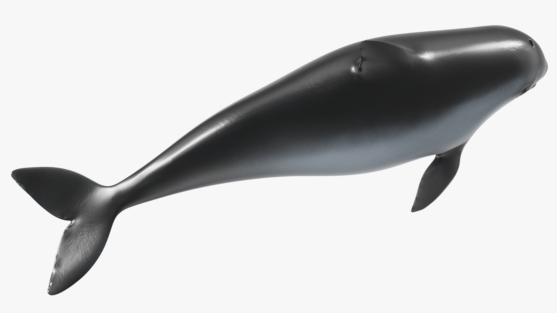 Marine Mammal Vaquita Basic Pose 3D