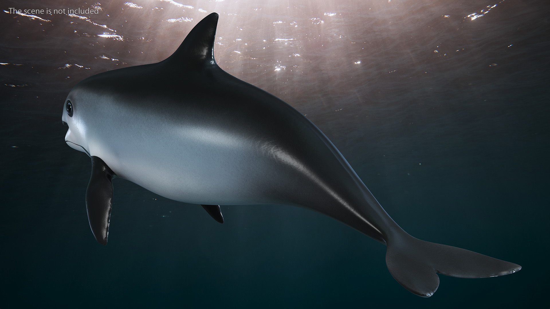 Marine Mammal Vaquita Basic Pose 3D