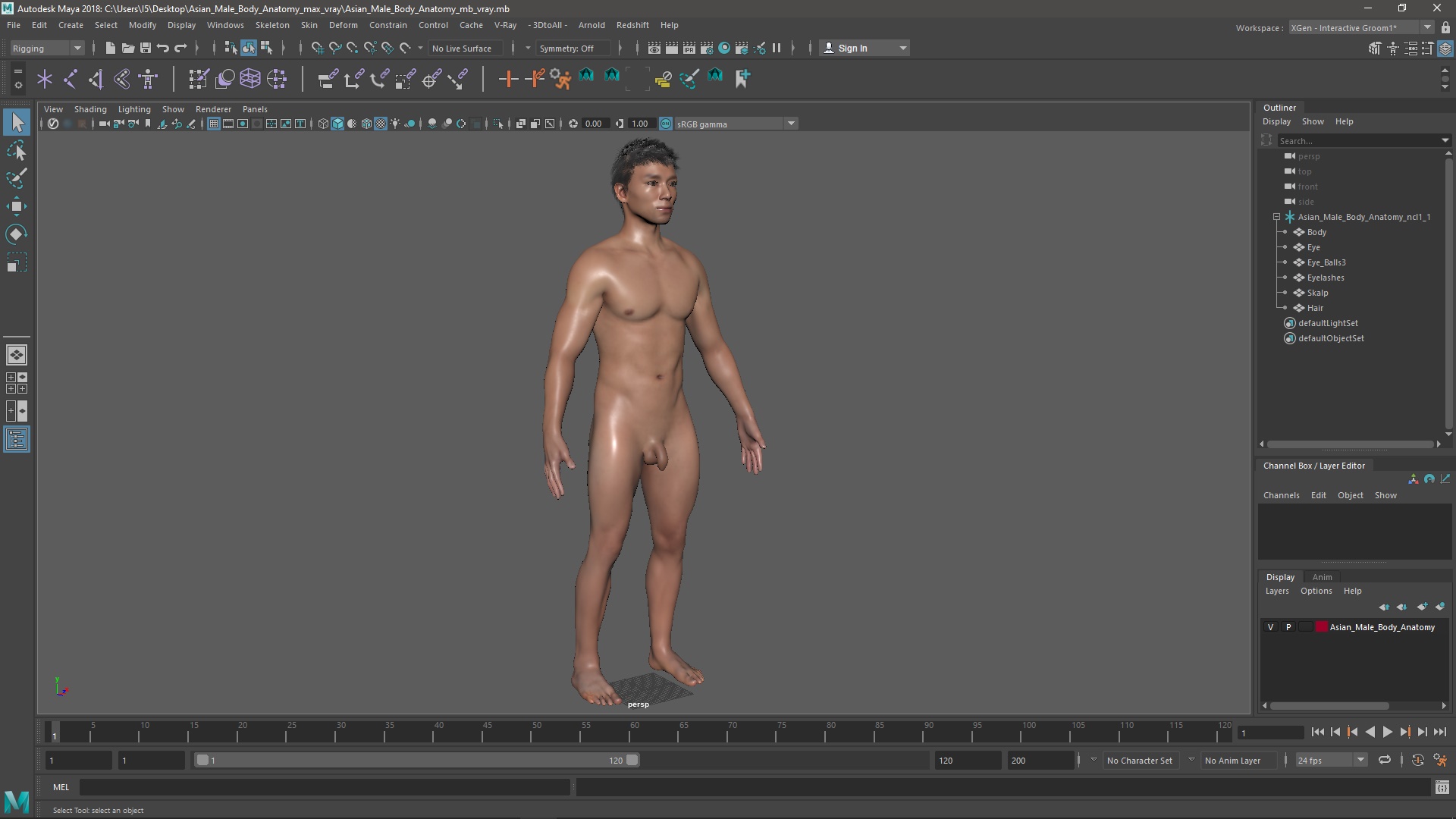 3D Asian Male Body Anatomy model