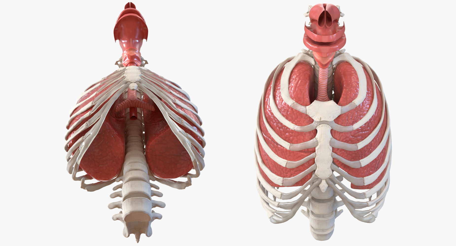 3D Male Ribcage with Respiratory System