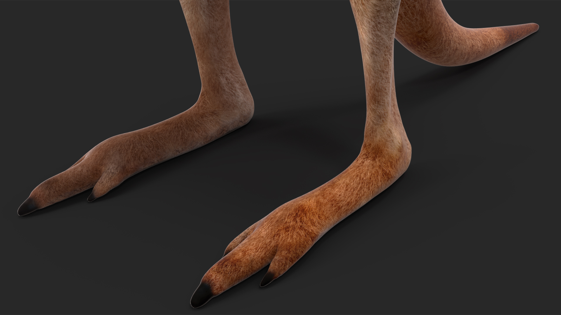 3D Baby Kangaroo model