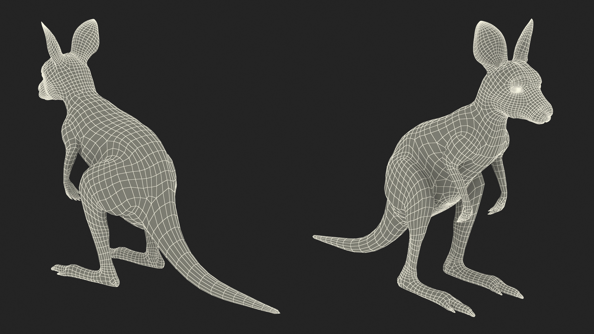 3D Baby Kangaroo model