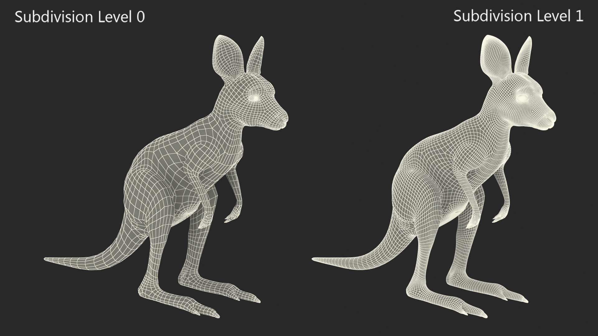 3D Baby Kangaroo model