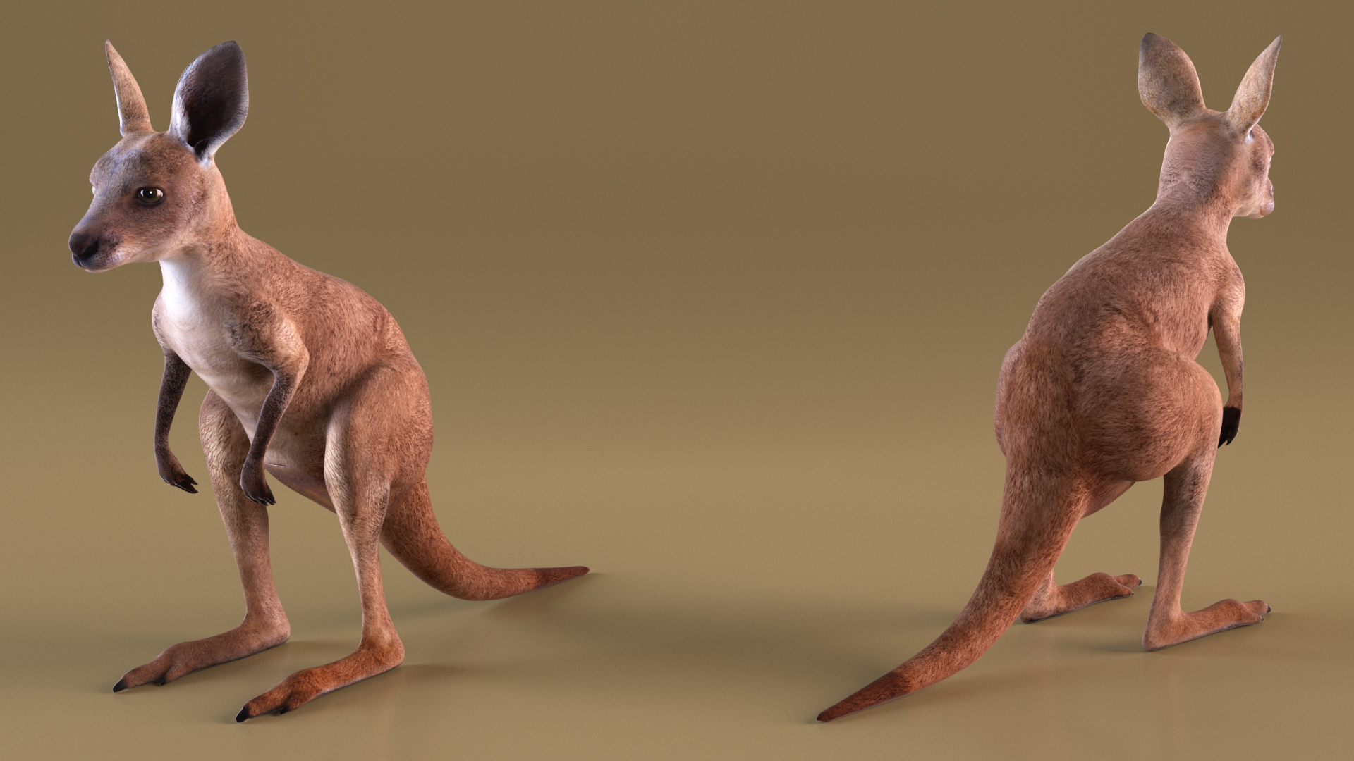 3D Baby Kangaroo model