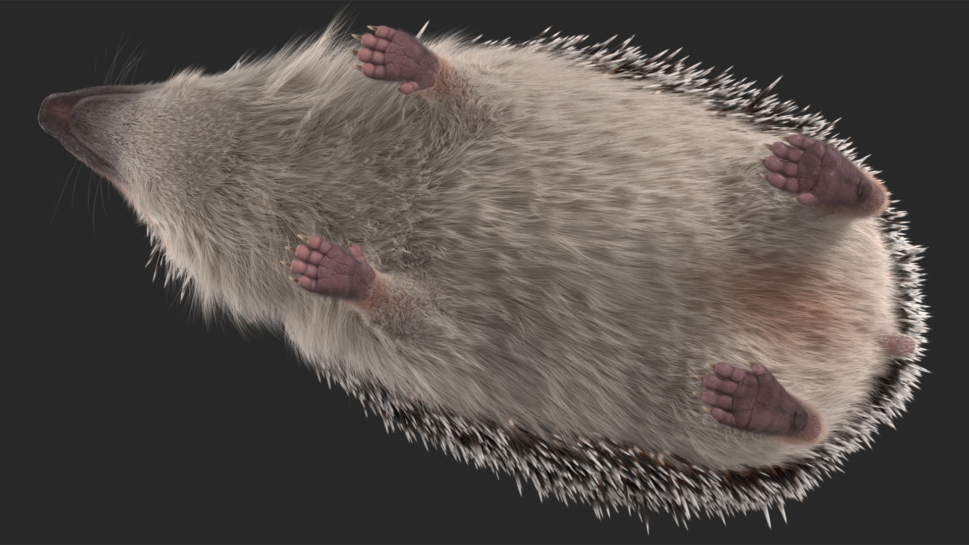 3D White Hedgehog Fur model