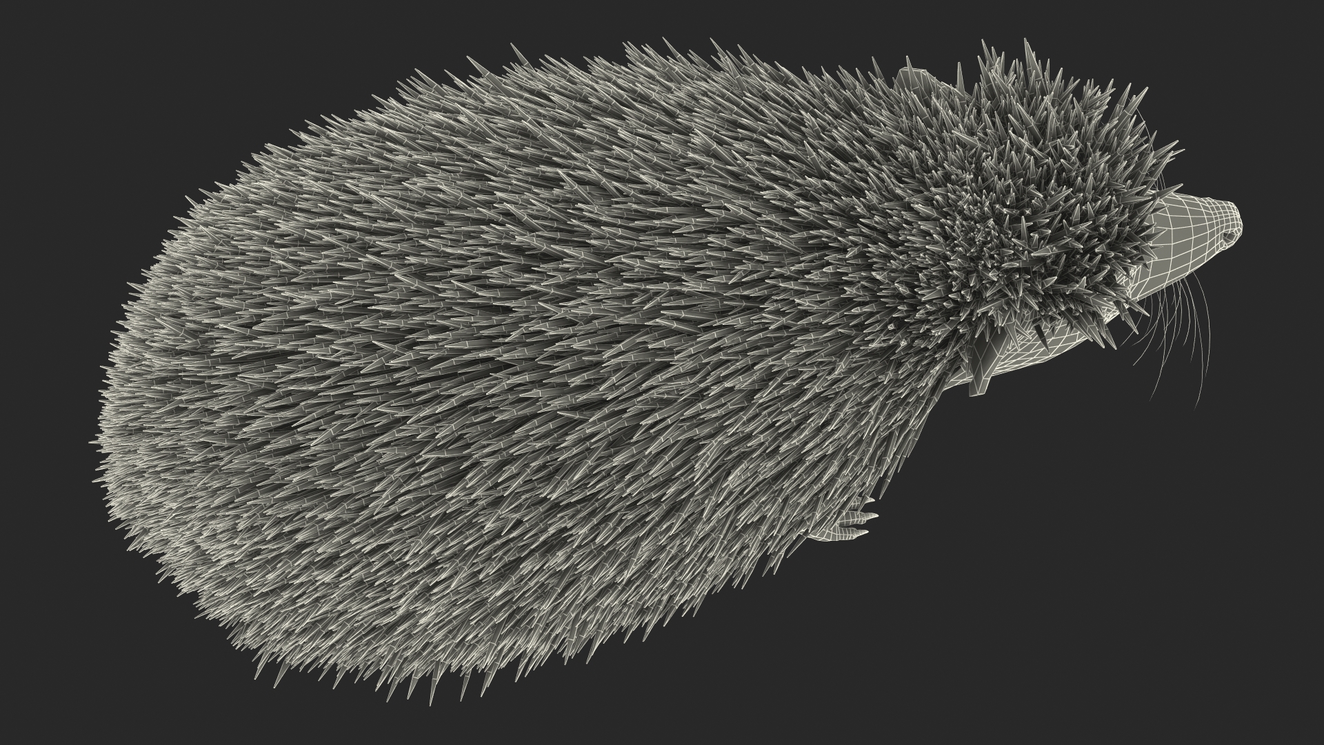 3D White Hedgehog Fur model