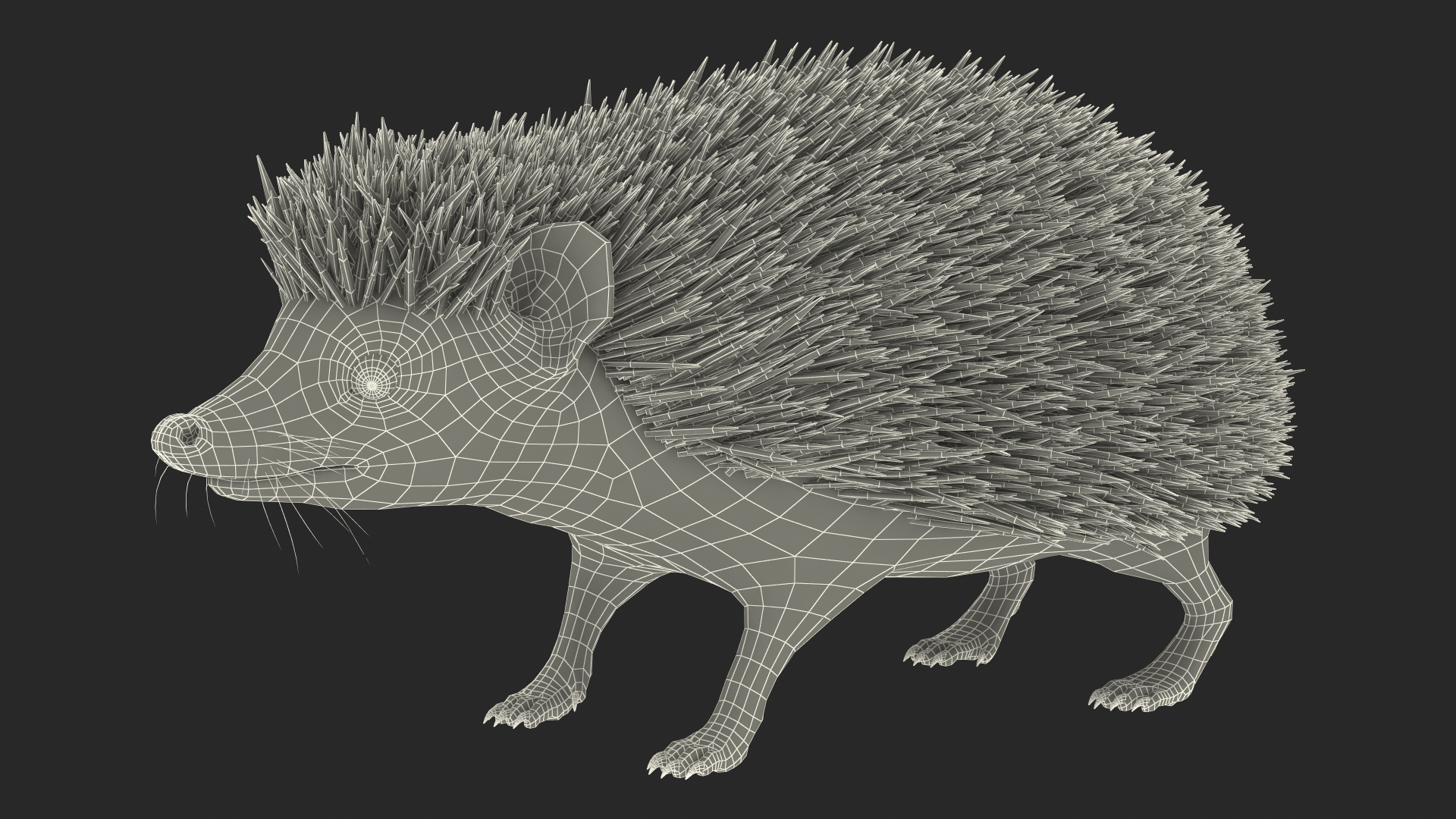 3D White Hedgehog Fur model