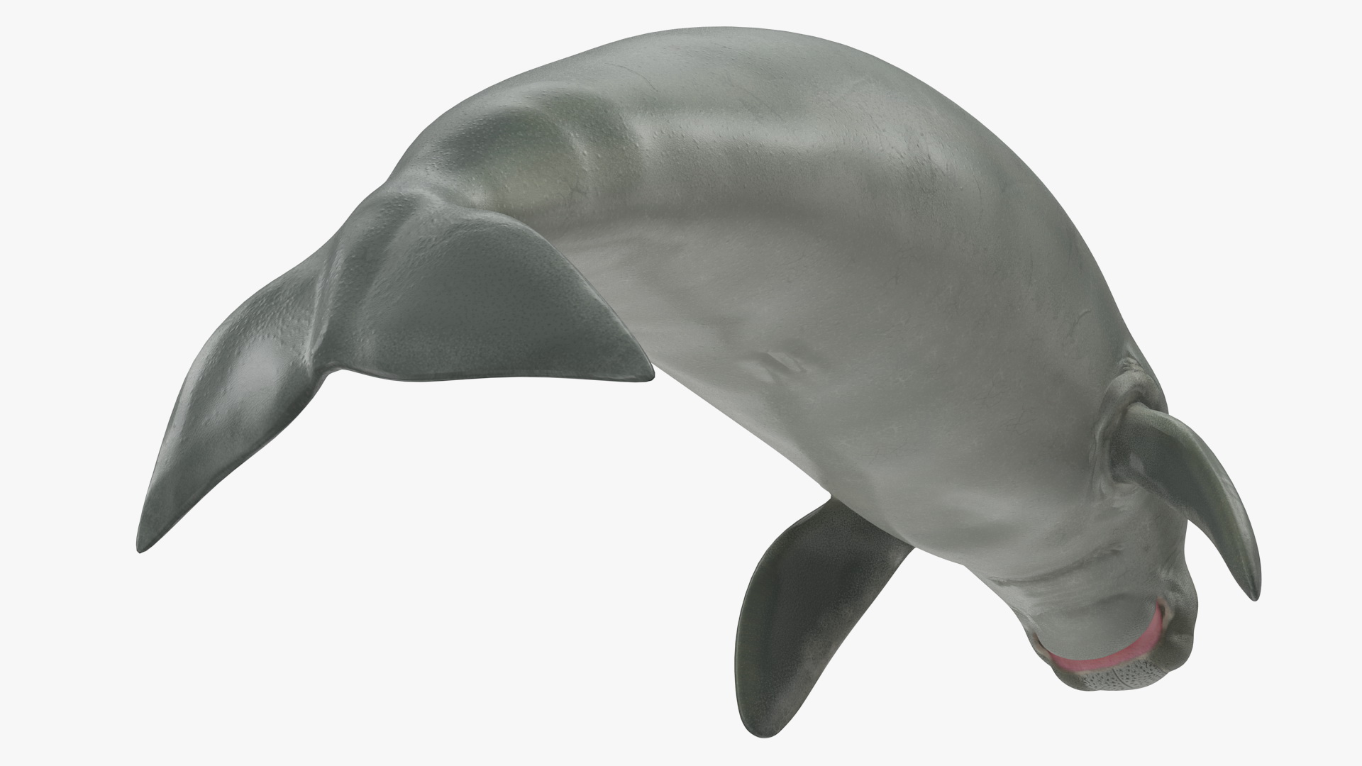 3D model Dugong Swimming Pose