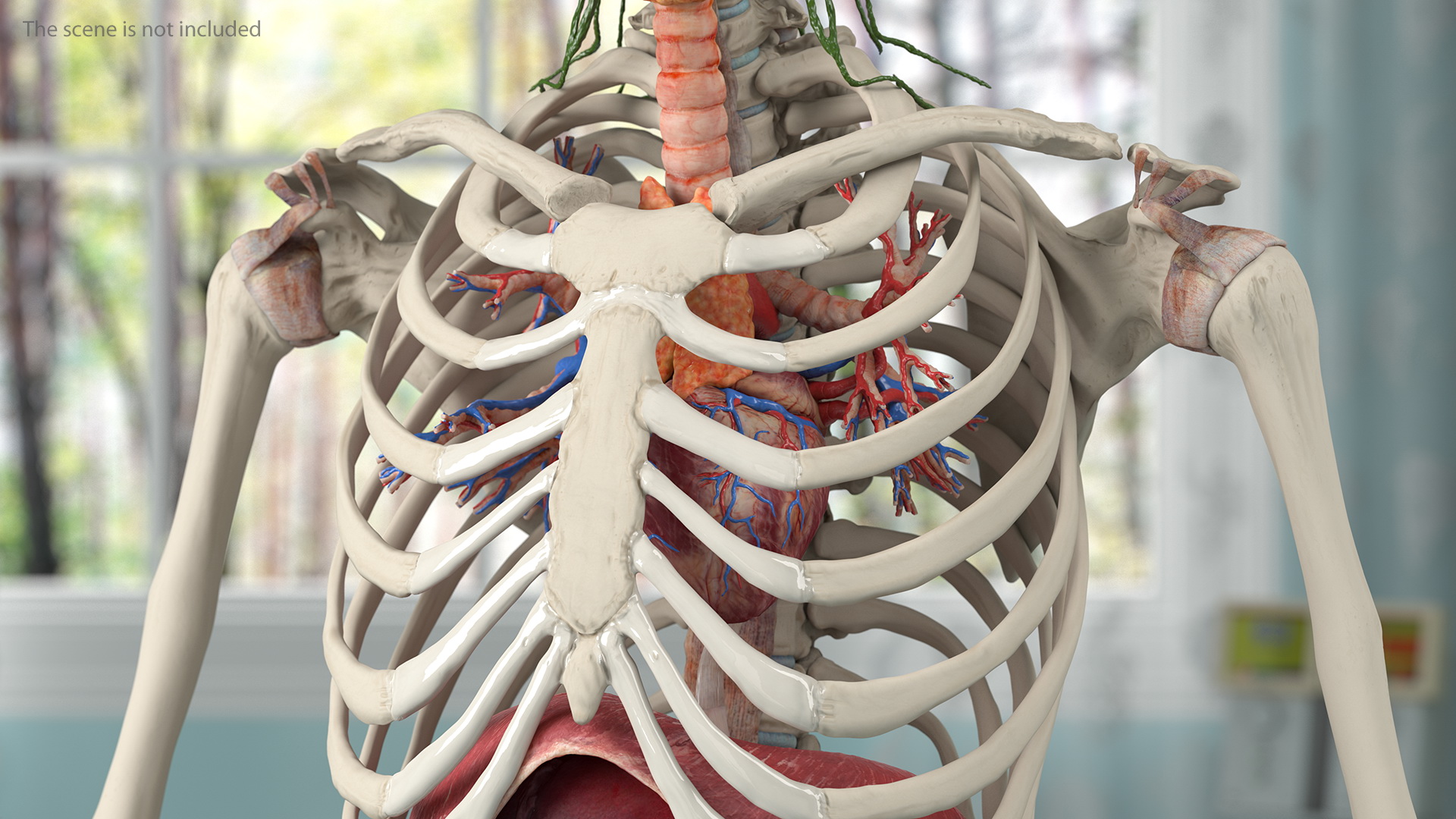 3D Complete Female Body Anatomy model