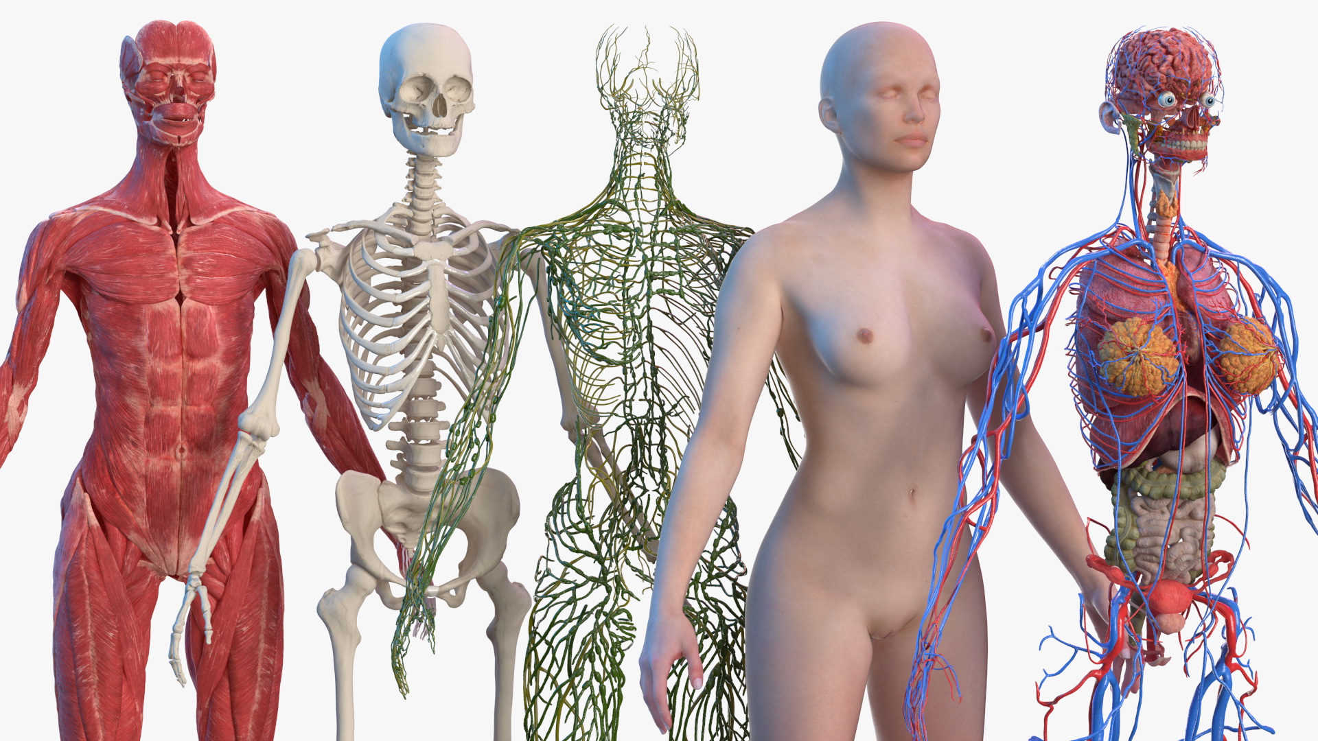 3D Complete Female Body Anatomy model