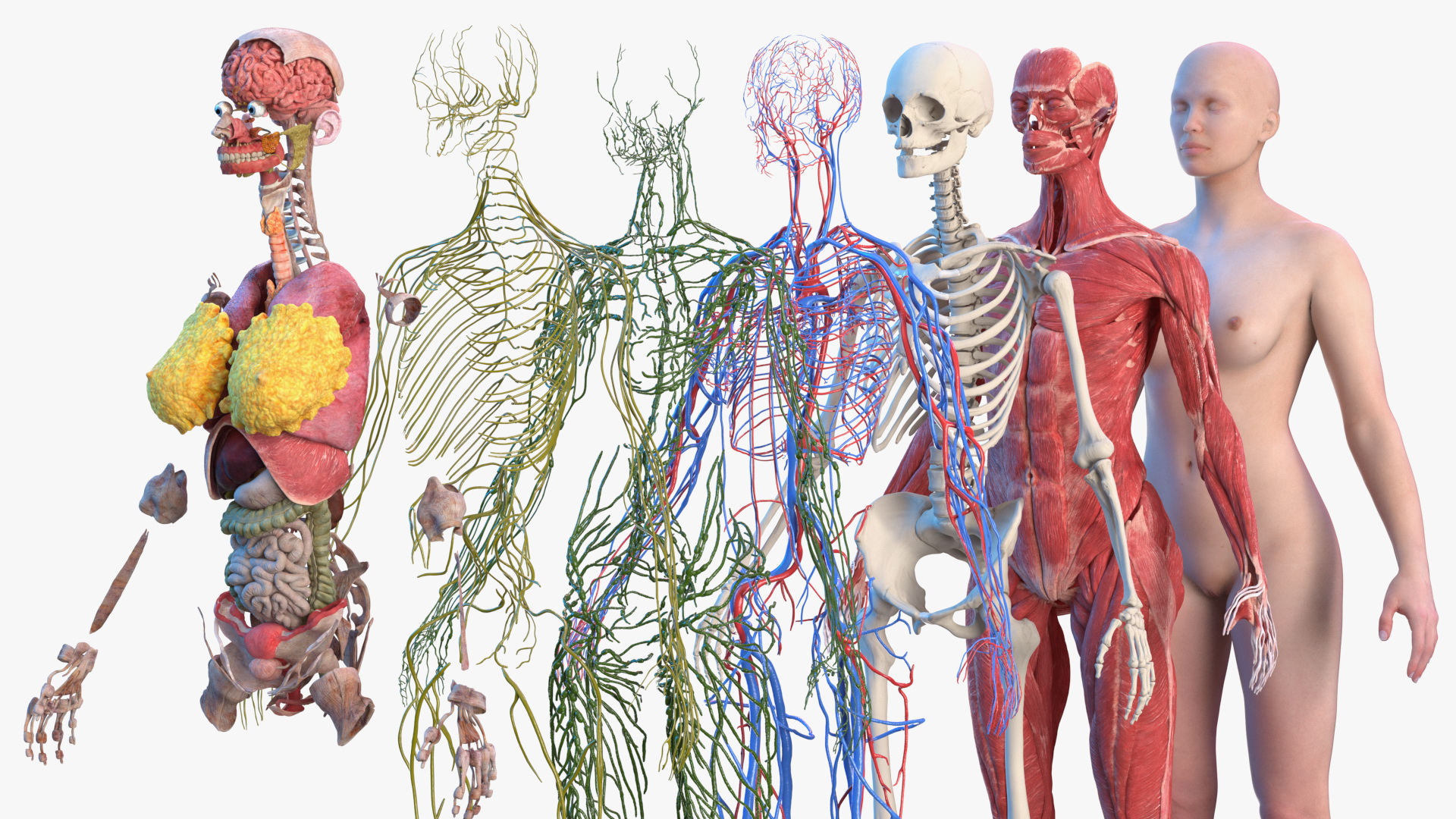 3D Complete Female Body Anatomy model