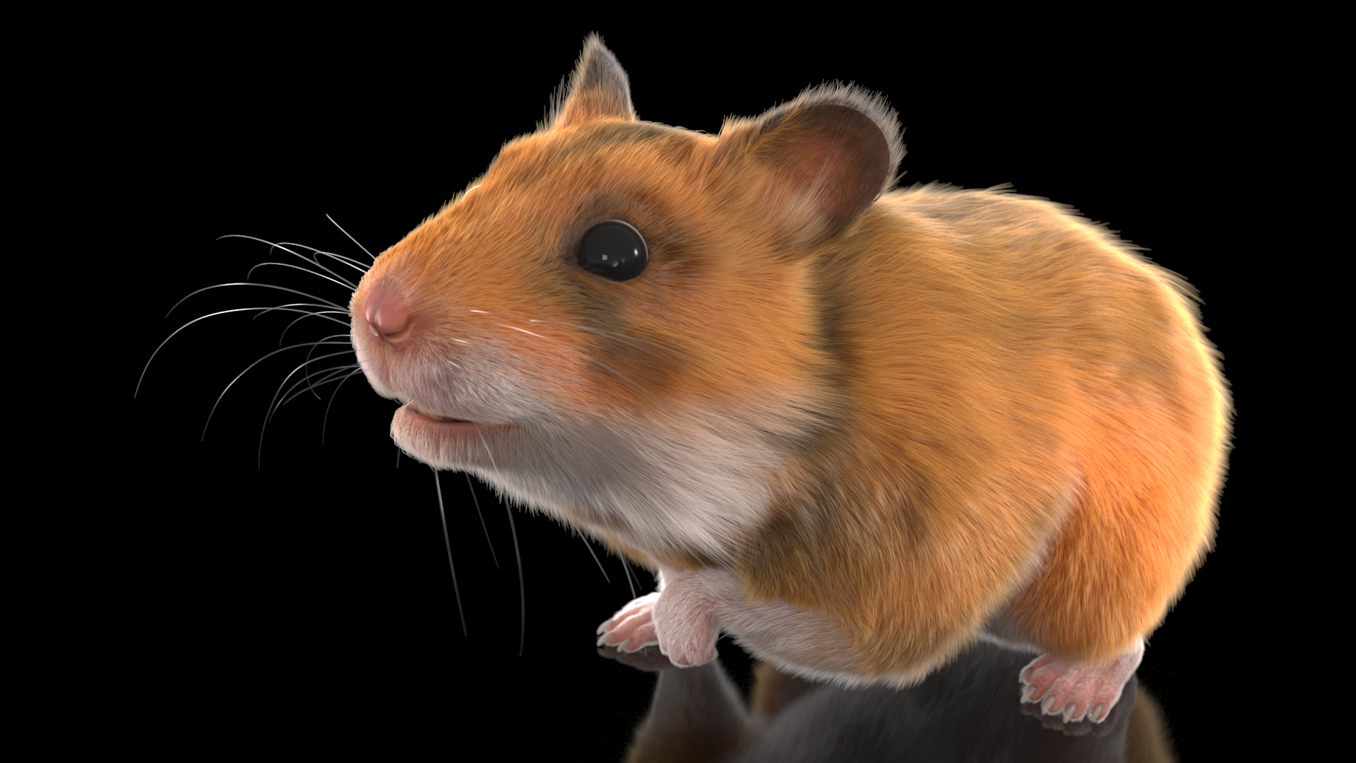 Short Haired Golden Hamster 3D