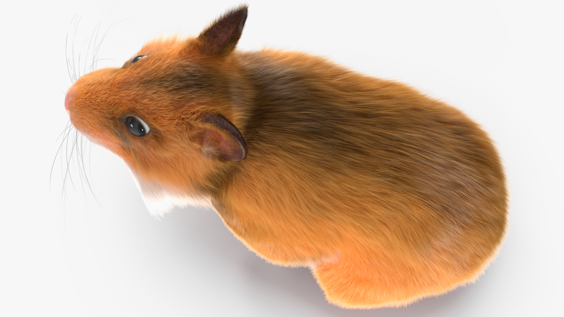 Short Haired Golden Hamster 3D