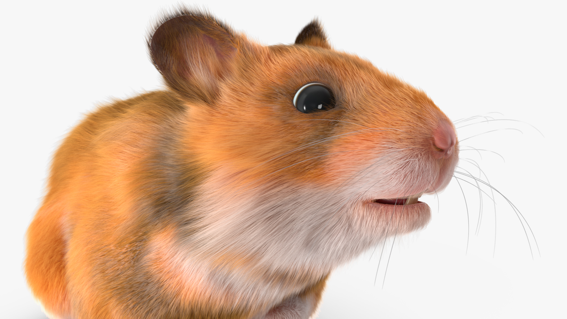 Short Haired Golden Hamster 3D