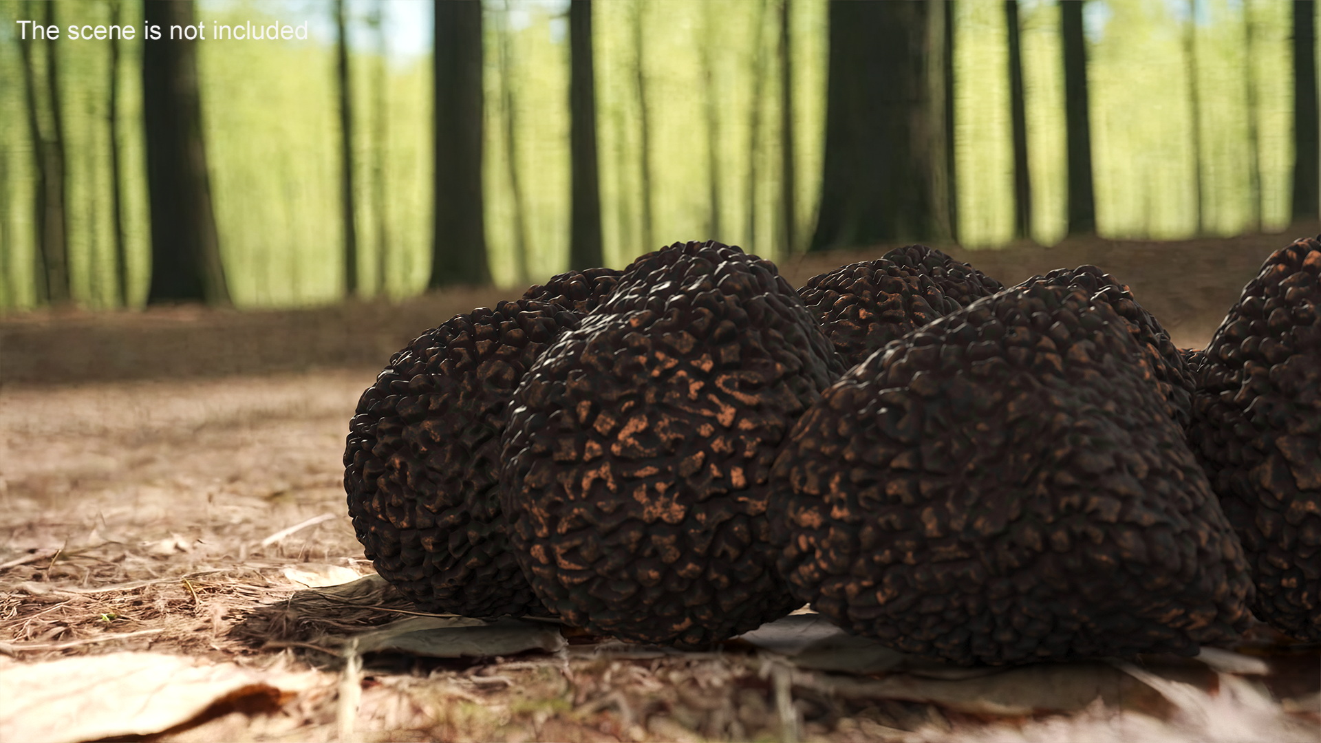 3D Black Truffle model