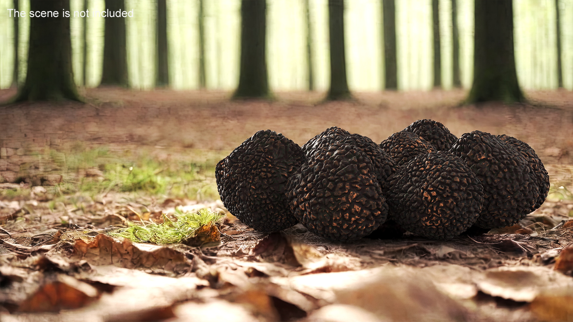 3D Black Truffle model