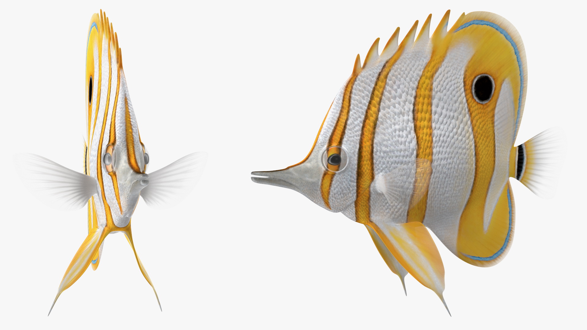 Copperband Butterflyfish 3D model