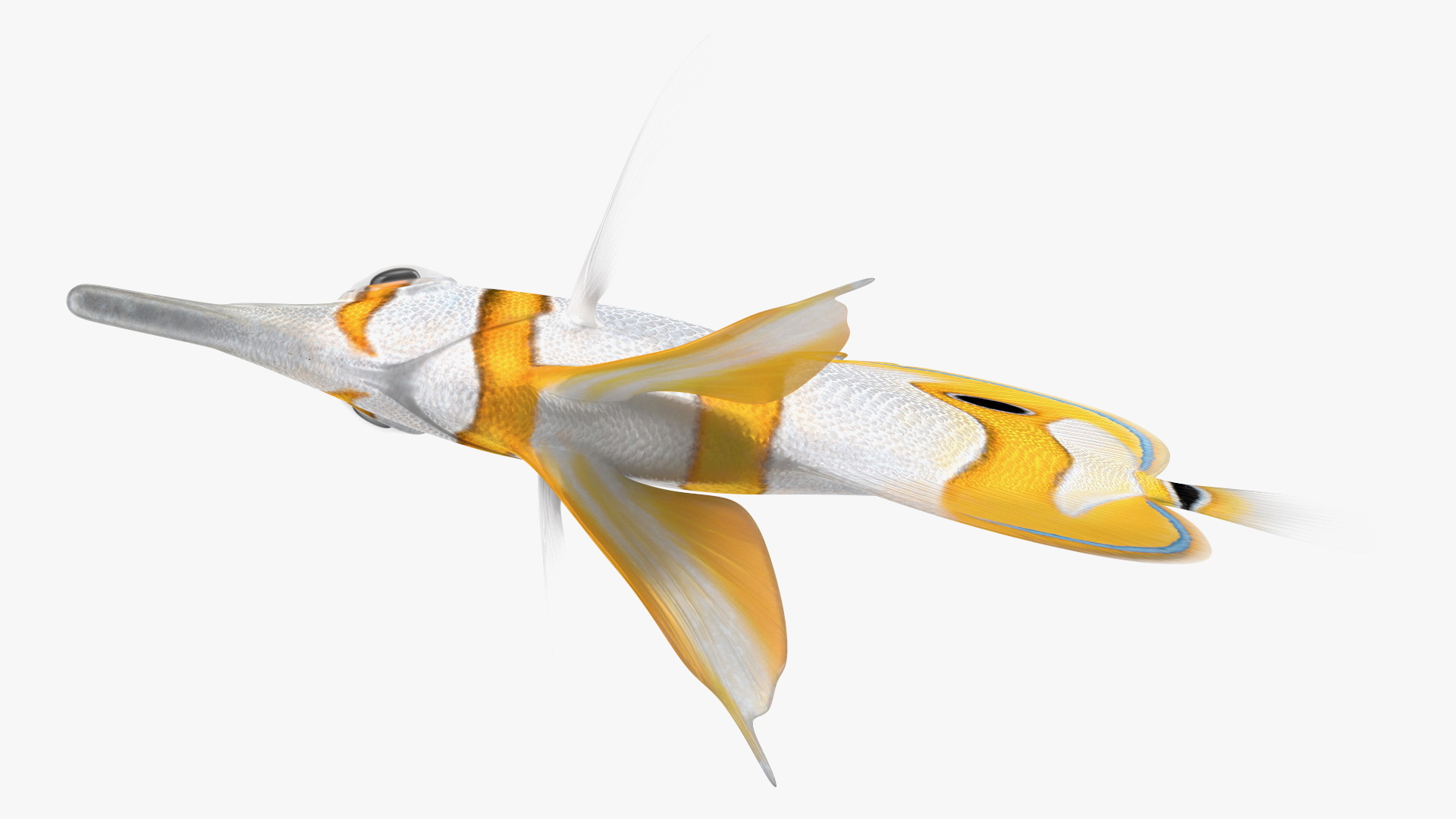 Copperband Butterflyfish 3D model