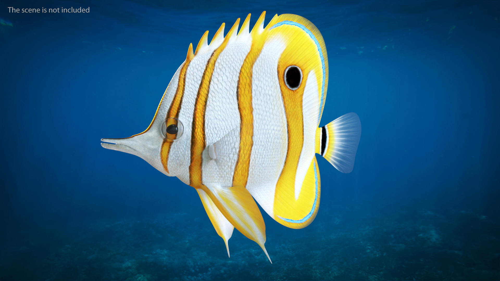 Copperband Butterflyfish 3D model