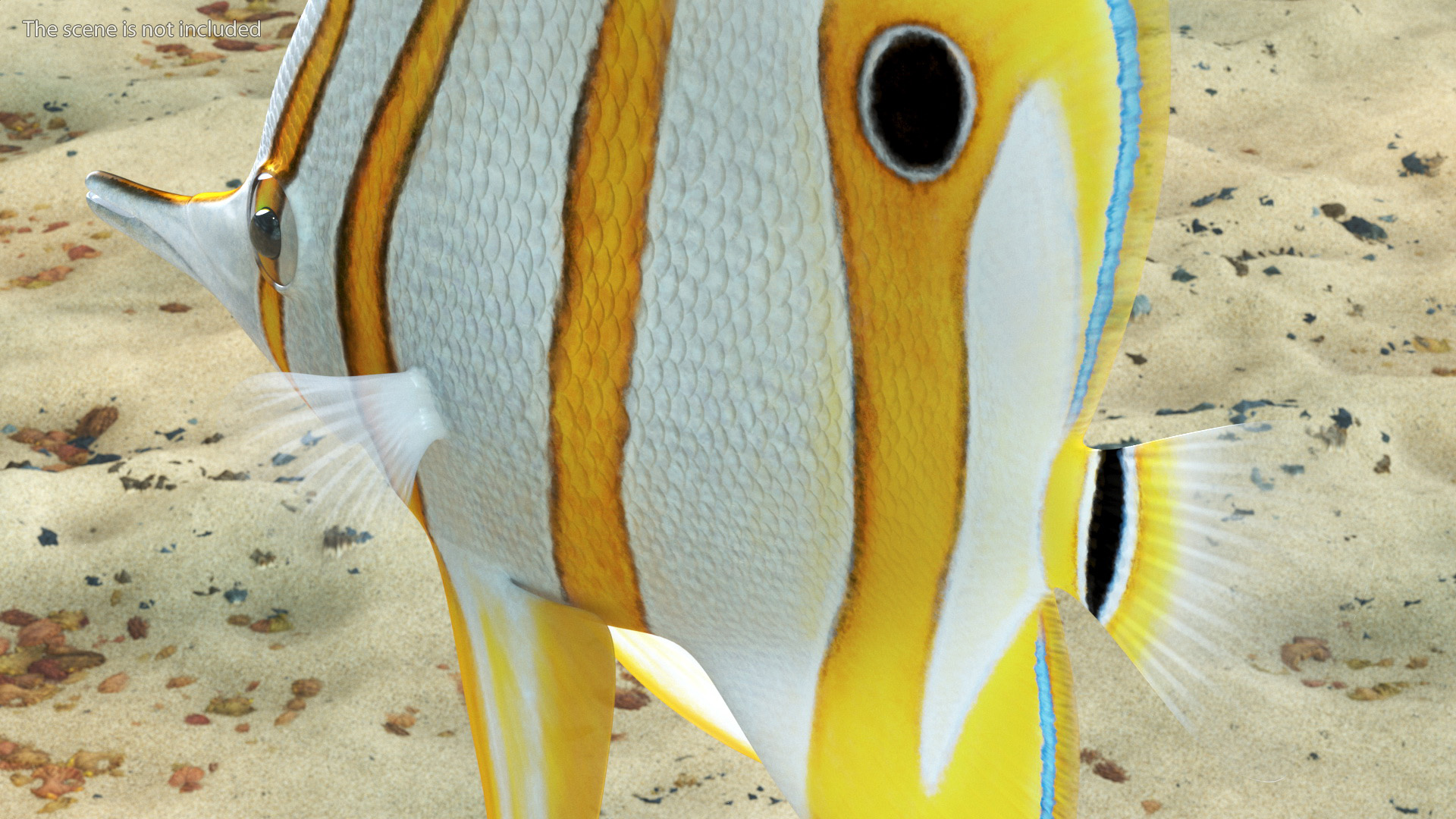 Copperband Butterflyfish 3D model