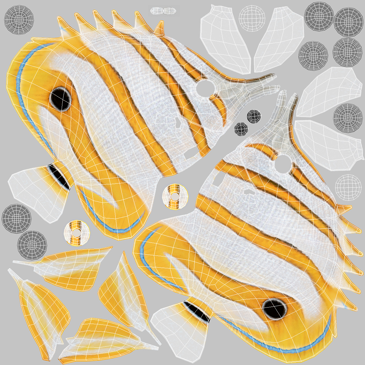 Copperband Butterflyfish 3D model