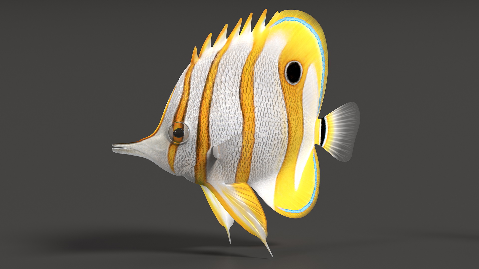 Copperband Butterflyfish 3D model