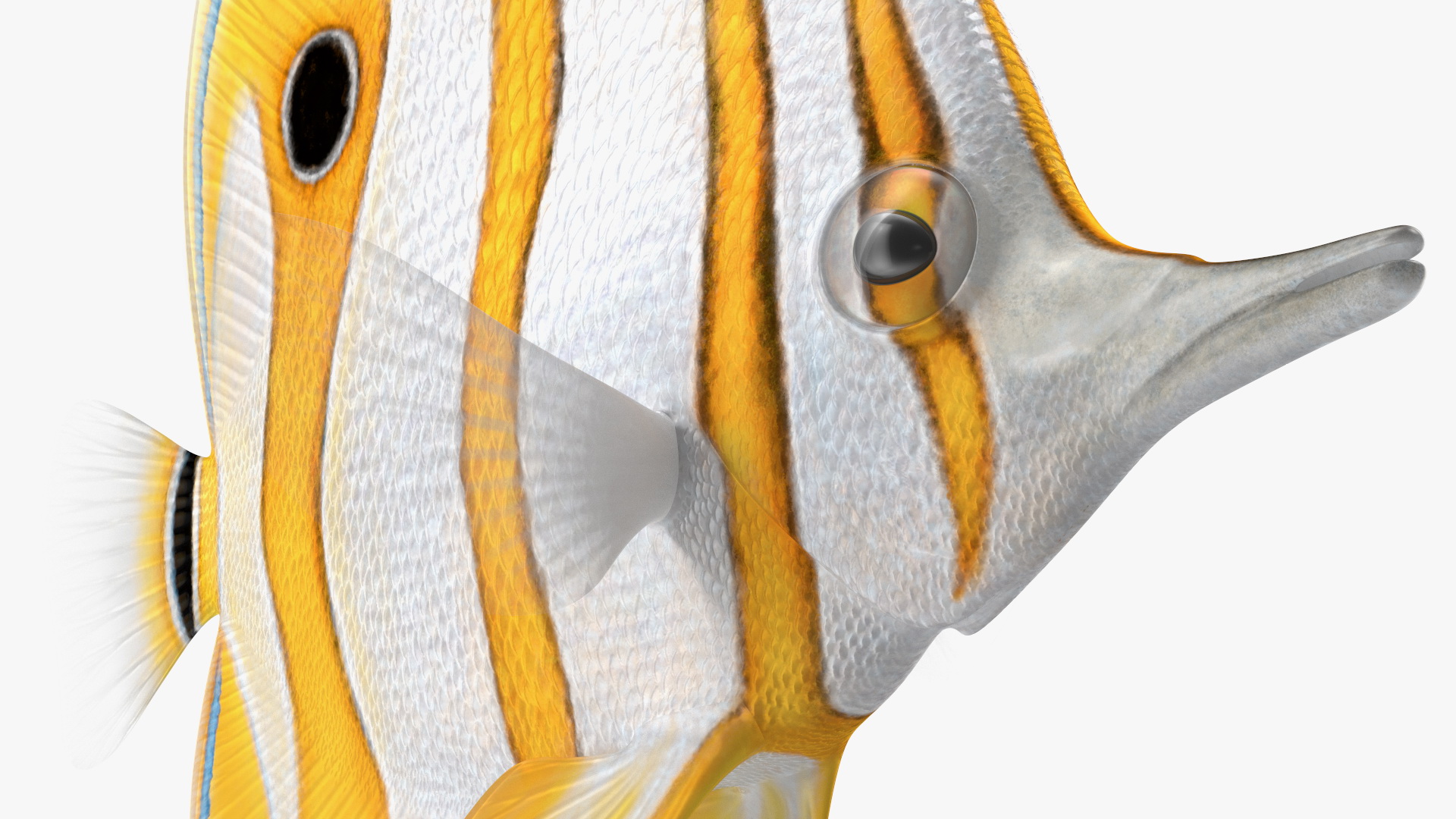 Copperband Butterflyfish 3D model