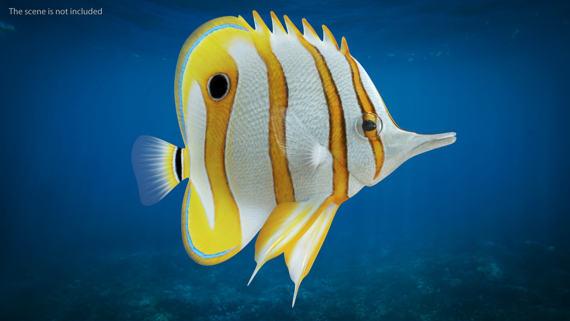 Copperband Butterflyfish 3D model