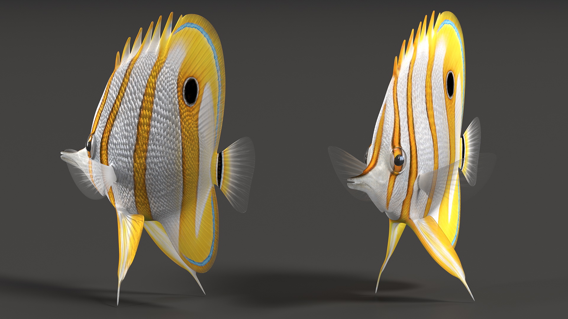 Copperband Butterflyfish 3D model